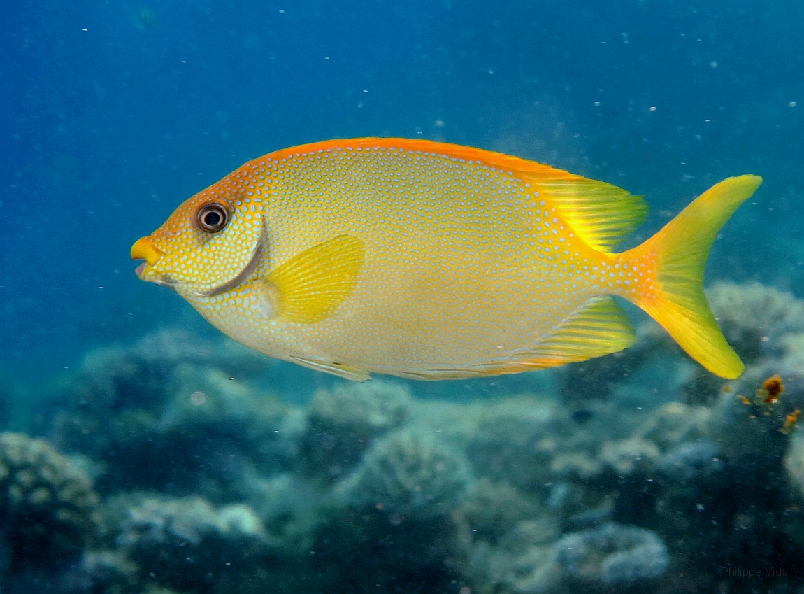IMG_0765rf_Maldives_Madoogali_House reef_Poisson lapin tachete_Siganus corallinus.jpg